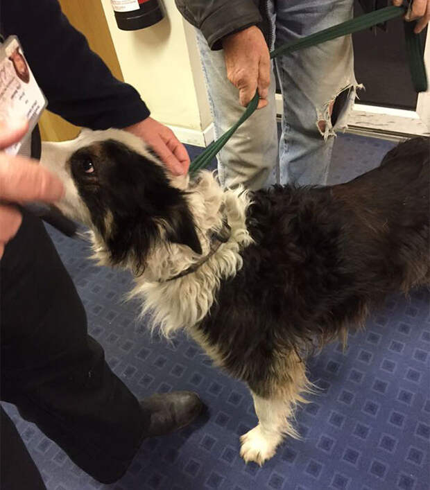 missing-dog-treks-50-miles-find-owners-casey-5