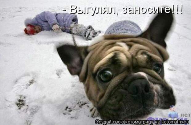 Котоматрицы(картинки с надписями)