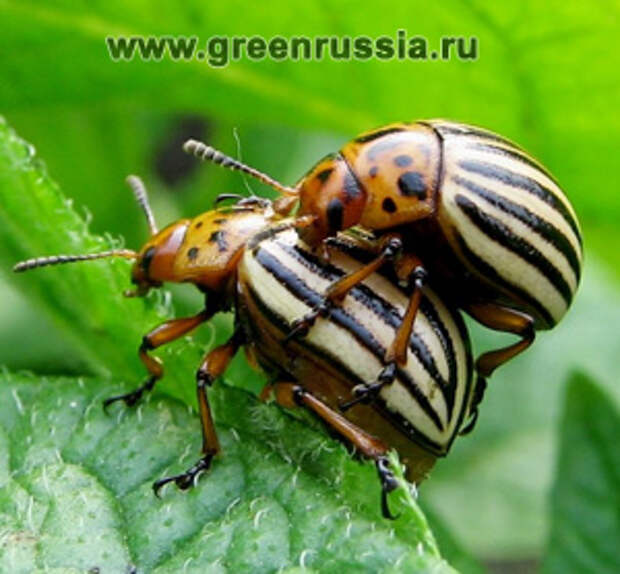 Ловушки как мера борьбы с вредителями и болезнями