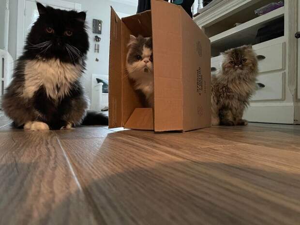 15 котиков, которые обожают коробки 15 котиков, которые обожают коробки