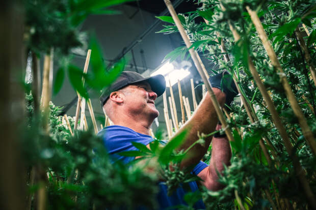 Oskar Blues can symbol smoking marijuana