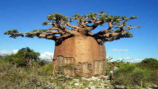 25 самых странных деревьев