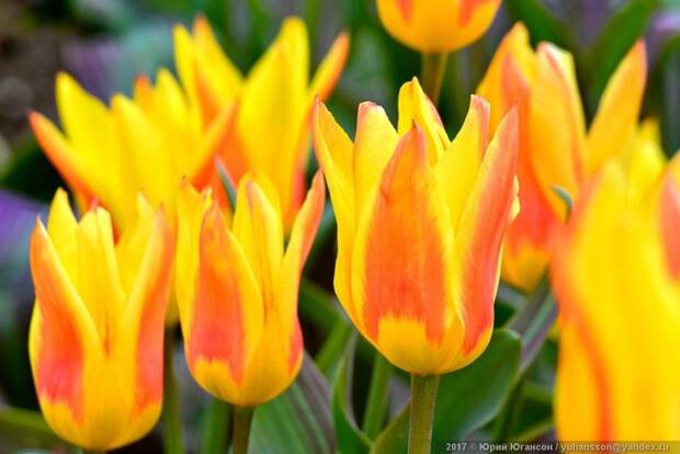 Красота крымских тюльпанов в Никитском саду