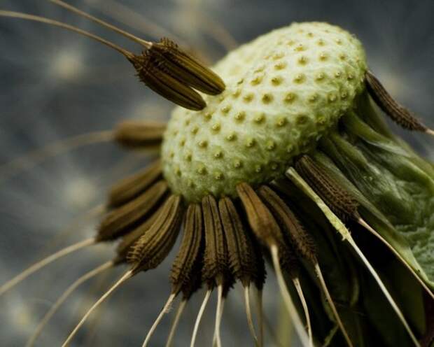 Интересные факты о семенах растений (7 фото)