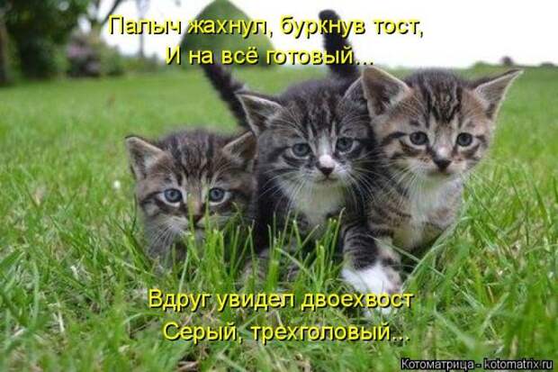 Лучшие котоматрицы недели (50 фото)
