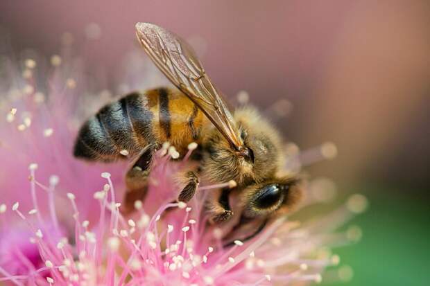 Найдена гигантская пчела, которая считалась вымершей на&nbsp;протяжении почти 40 лет