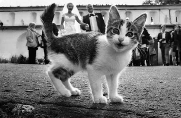 20+ фотографий, которые стали интересными только благодаря котам