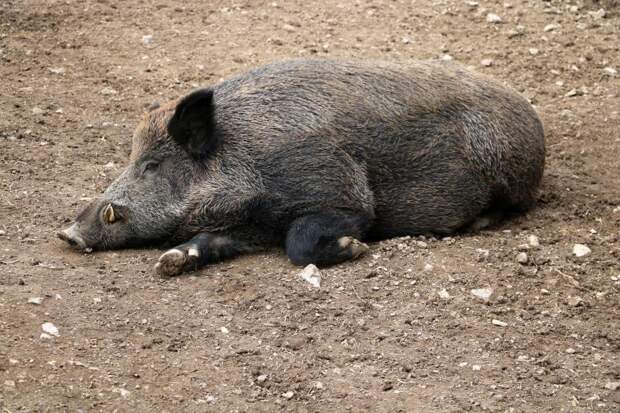 Огромные инвазивные суперсвиньи из Канады угрожают экологии США