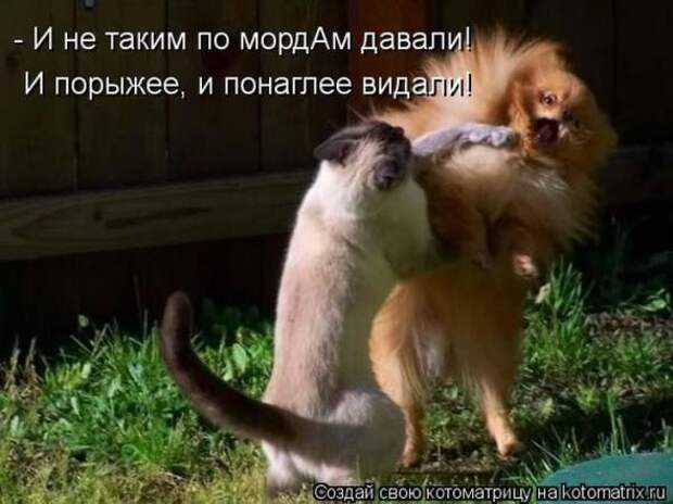 Котоматрицы(картинки с надписями)