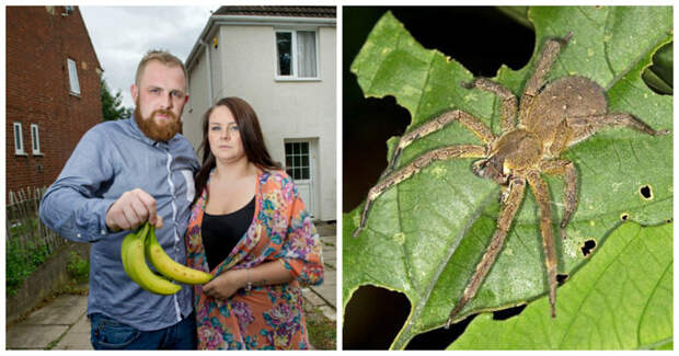Семья сбежала из родного дома из-за пауков, вызывающих 4-часовую эрекцию Эрекция, банан, паук