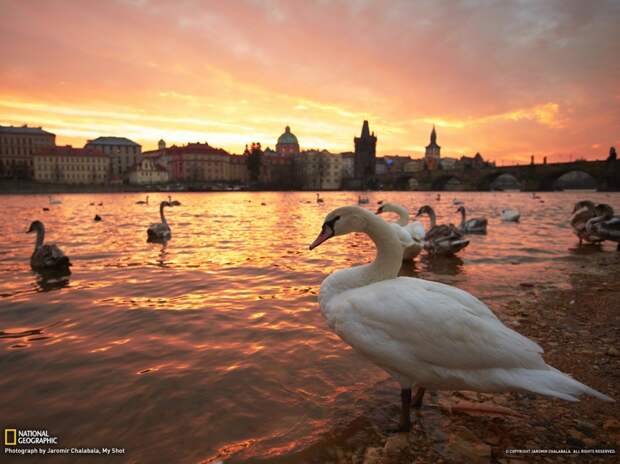natgeowllpprs14 990x742 Обои для рабочего стола от National Geographic за апрель 2013