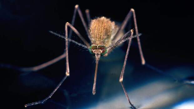Летние тревоги: кто быстрее заразит коронавирусом - кошка или комар?