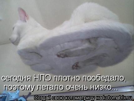 Котоматрица: сегодня НЛО плотно пообедало, поэтому летало очень низко...