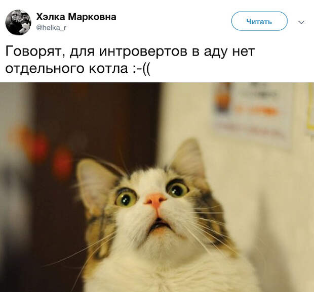 изображение: - Говорят, для интровертов в аду нет отдельного котла :-( #Котоматрицы