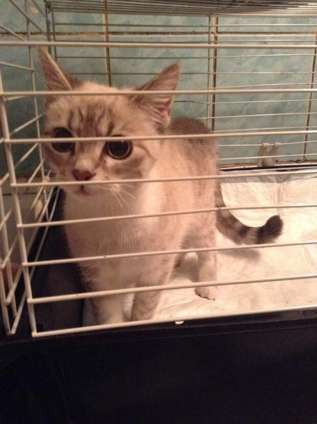 Котёнка в Валдайском проезде спасли за 5,5 тысяч рублей