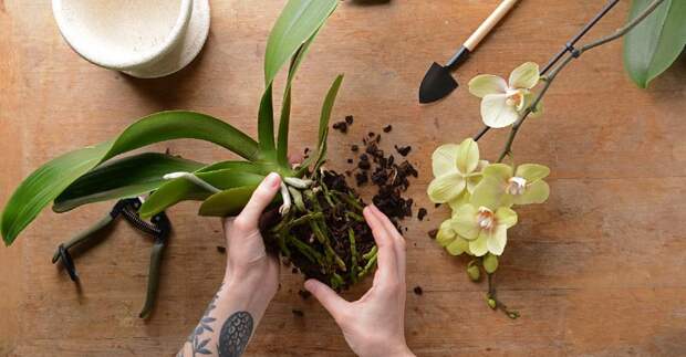 пересадка орхидеи фаленопсис