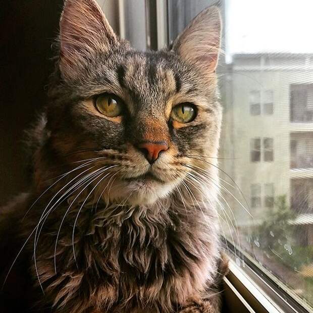 Без кота и жизнь не та