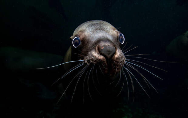 27 редких морских фото, где фотограф поймал удивительный момент