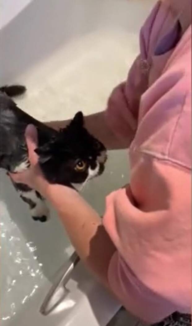 Каждую неделю кот принимает ванну