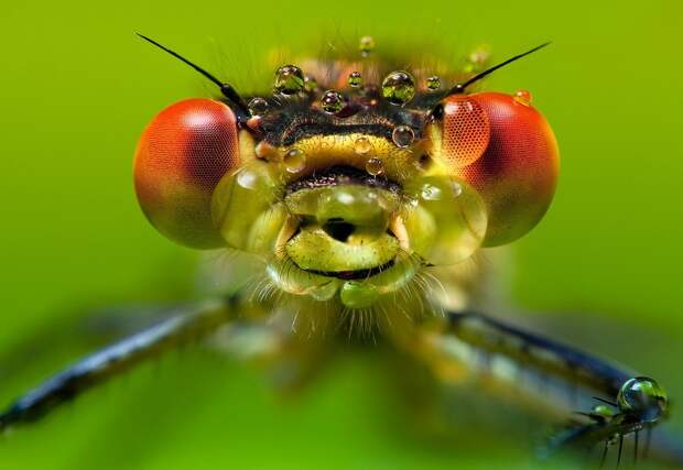 insects23 insects23 Портреты насекомых