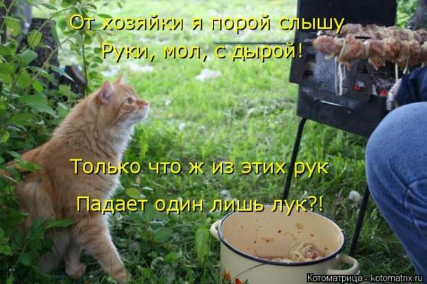 Лучшие котоматрицы недели (50 фото)