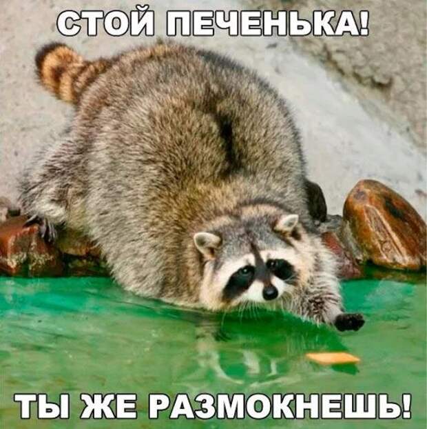 изображение: Стой, печенька! Ты же размокнешь! #Котоматрицы