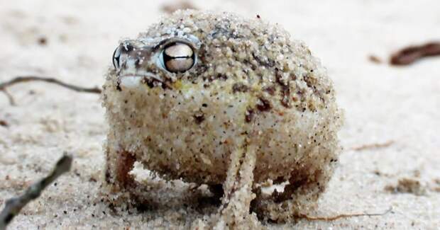angry-desert-rain-frogs-war-cry-is-absolutely-terrifying