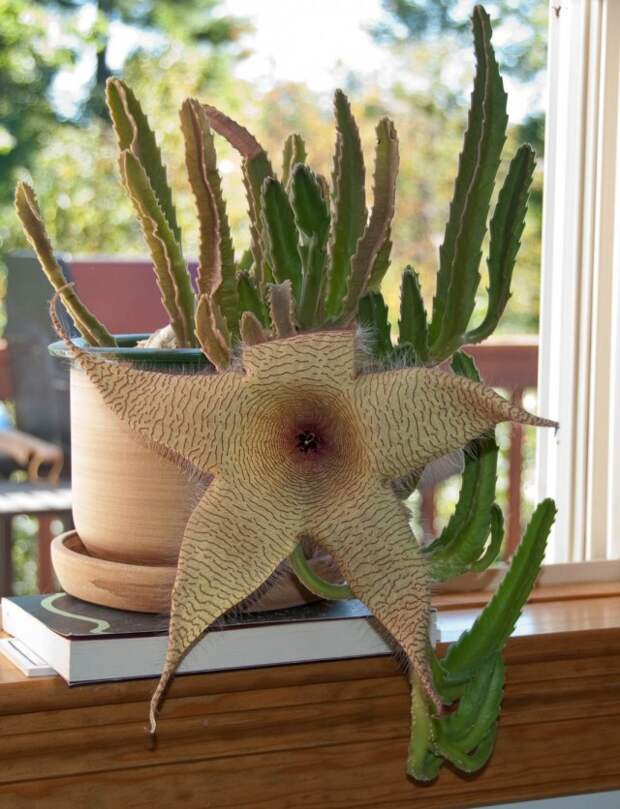 Стапелия гигантская (Stapelia gigantea)