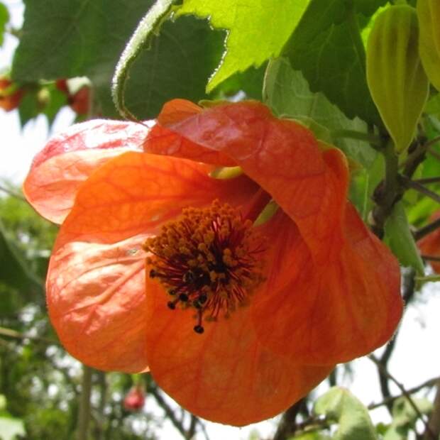 abutilon7