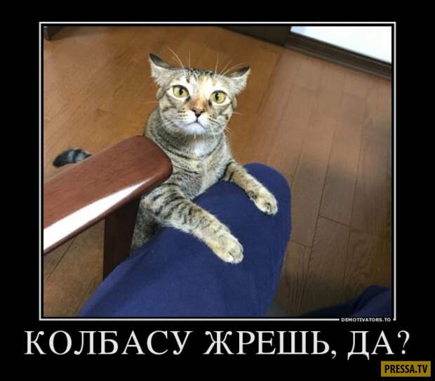 Демотиваторы (42 фото)