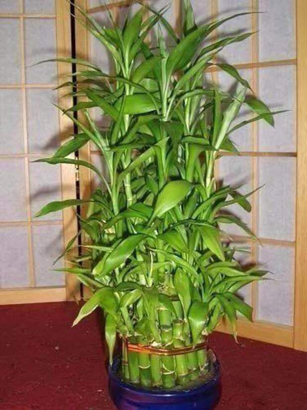 Бамбук в среднем вырастает