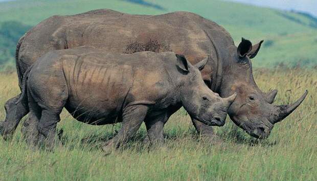 Индийские носороги: описание, среда обитания, фото
