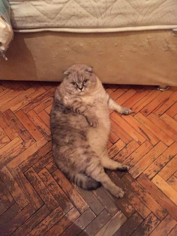 Смешные и забавные кошки