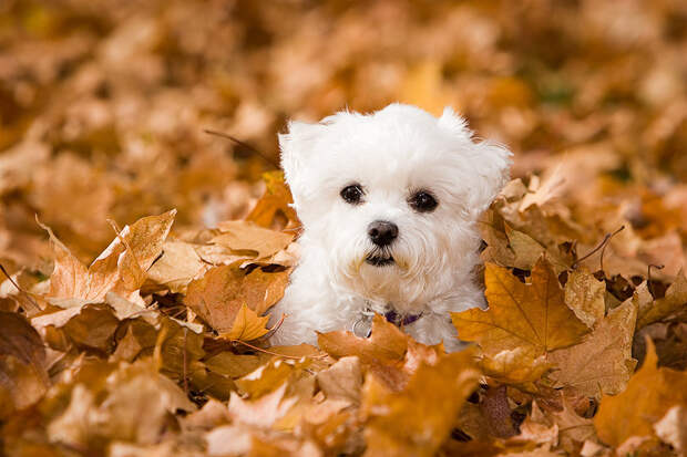 16 cамых забавных осенних фотографий собачек dogsnfall13 16 cамых забавных осенних фотографий собачек