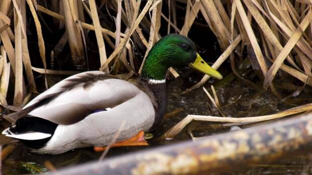 Тульская область установила нормы пропускной способности на весеннюю охоту 2026 года