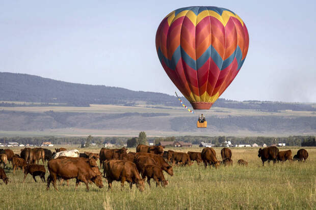 Воздушный шар и коровы в штате Айдахо