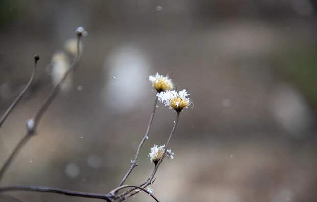 В Тульской области 15 ноября ожидаются мокрый снег и гололед
