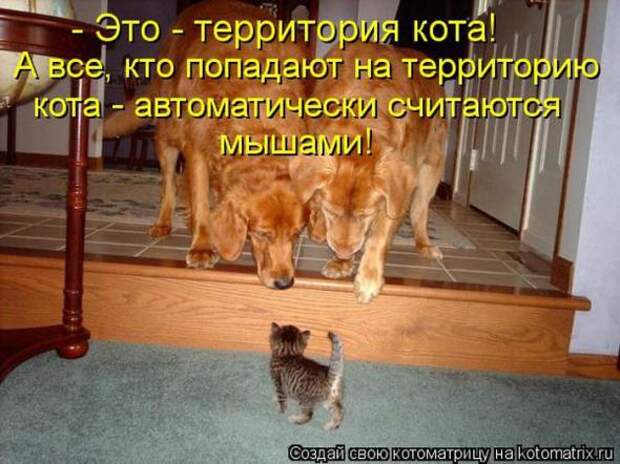 Котоматрицы(картинки с надписями)