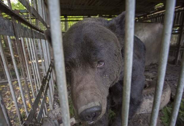 С 2001 года бурый медведь жил в клетке неподалеку от украинского города Ивано-Франковск животные, история, медведь, мир, притравка, спасение, украина