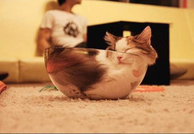 Коты в жидкой форме