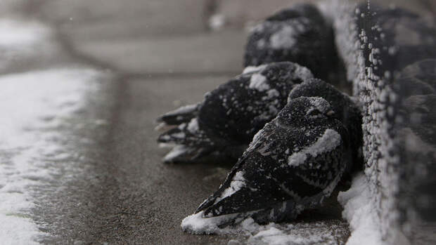 CNN: семь человек погибли из-за снежной бури в США