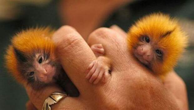 finger monkey