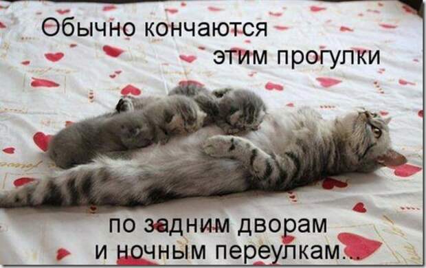 7ca68cb39699886869d1851cb0e_prev