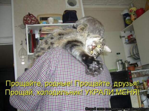 Котоматрицы(картинки с надписями)