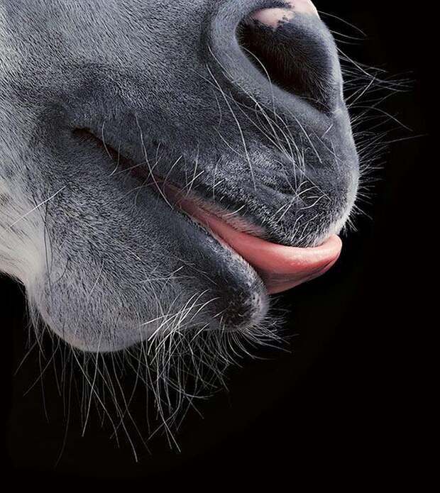 Horsei 31 Грация прекрасных лошадей в фотопроекте Equus