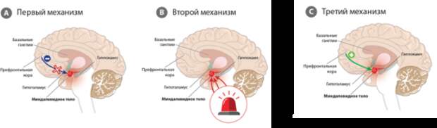 Три механизма развития тревожных расстройств