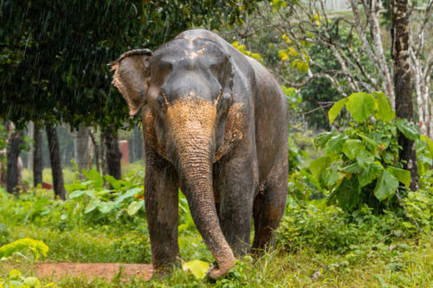 РИА Новости: овощное чучело Зимы отдадут на съедение слонам в зоопарке Ростова