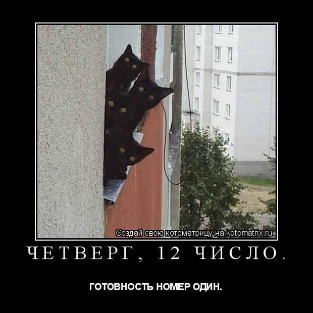 Лучшие котоматрицы недели (50 фото)
