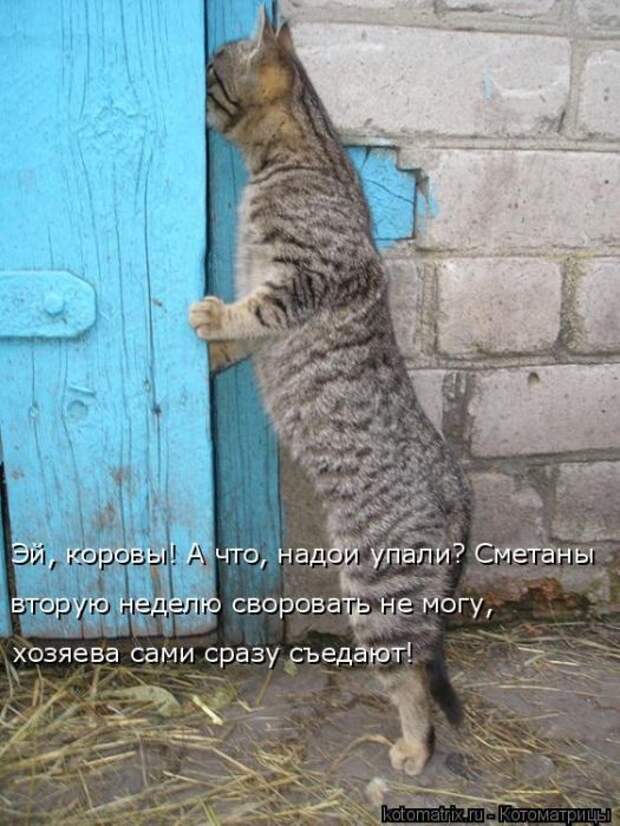 Лучшие котоматрицы недели (50 фото)
