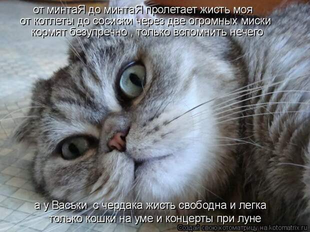 Котоматрица: от минтаЯ до минтаЯ пролетает жисть моя  от котлеты до сосиски через две огромных миски  кормят безупречно , только вспомнить нечего  а у Вас